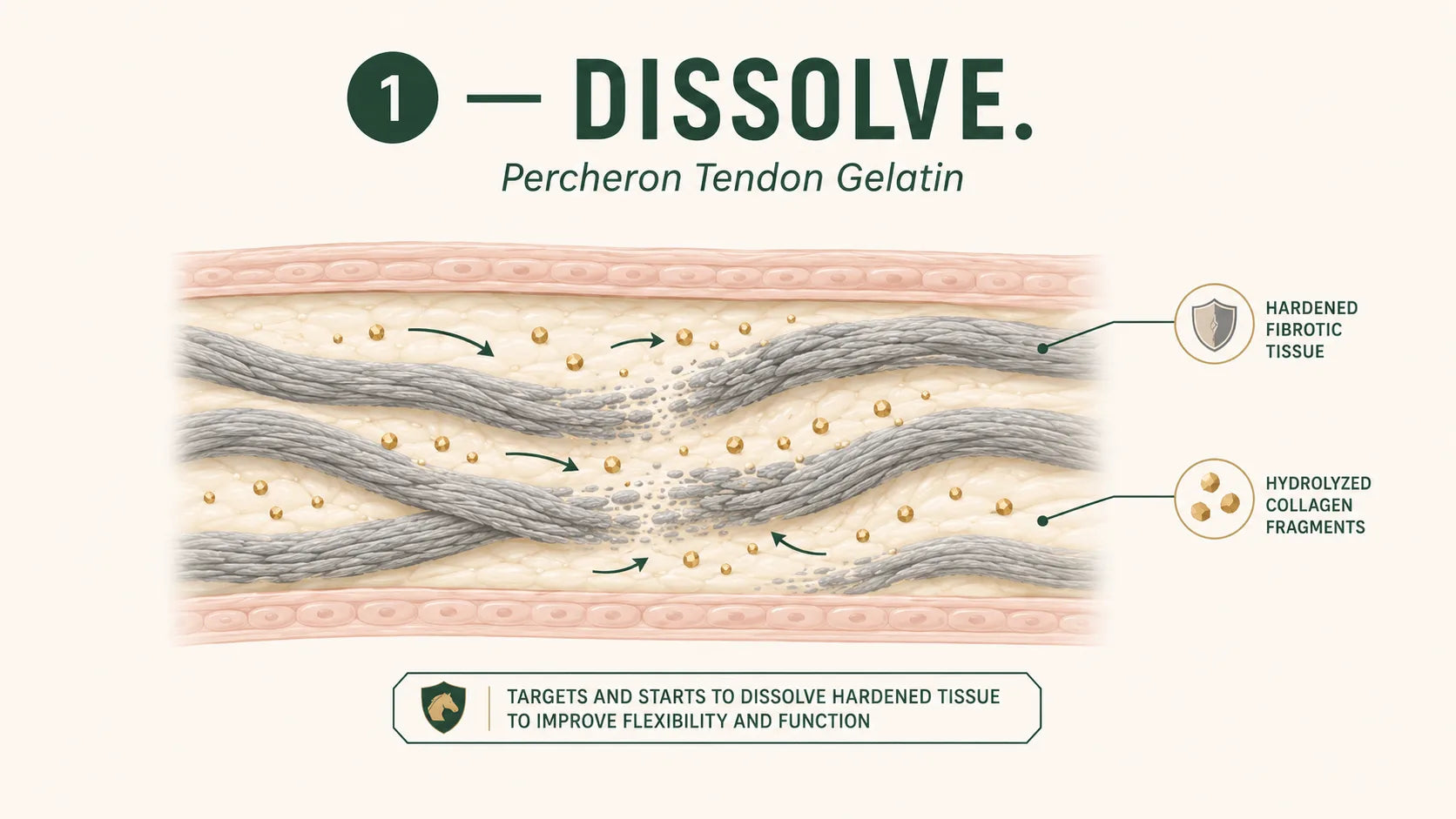 Step 1 — Collagen base: hydrolyzed Percheron collagen