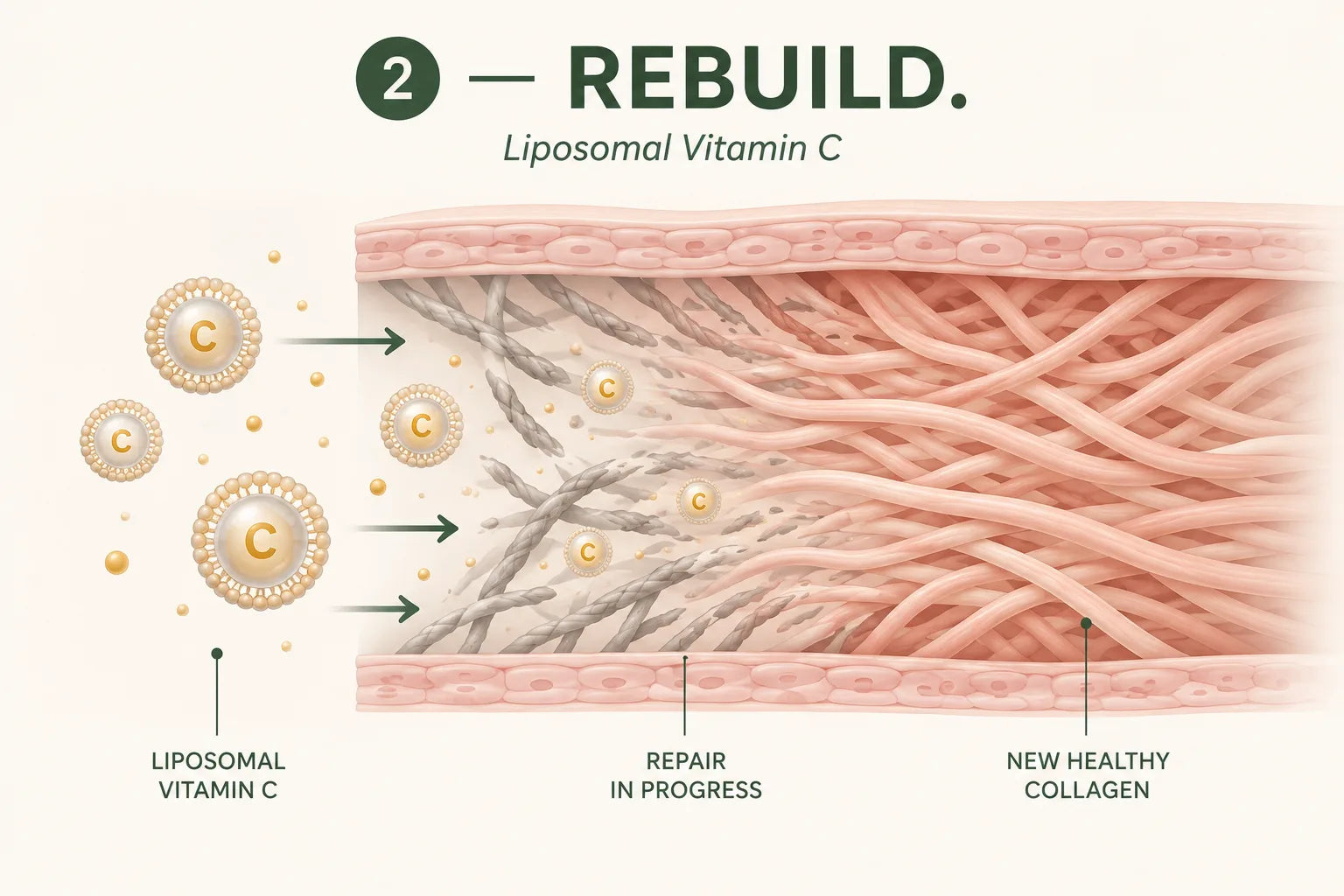 Step 2 — Liposomal vitamin C