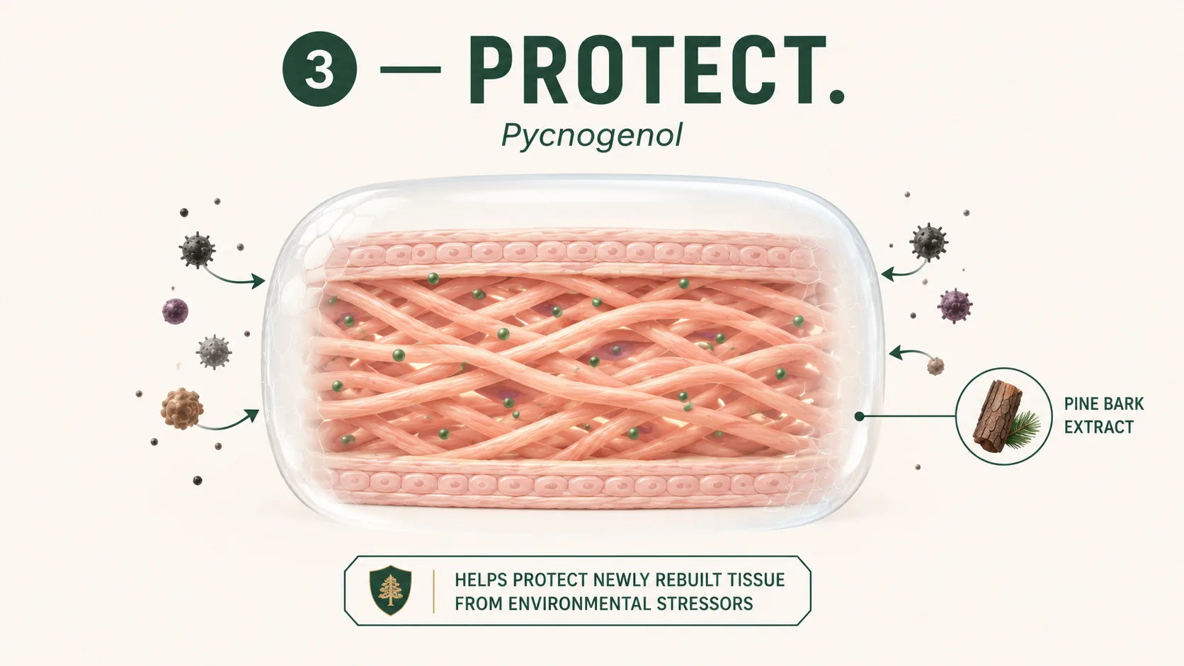 Step 3 — Pycnogenol, French maritime pine bark extract
