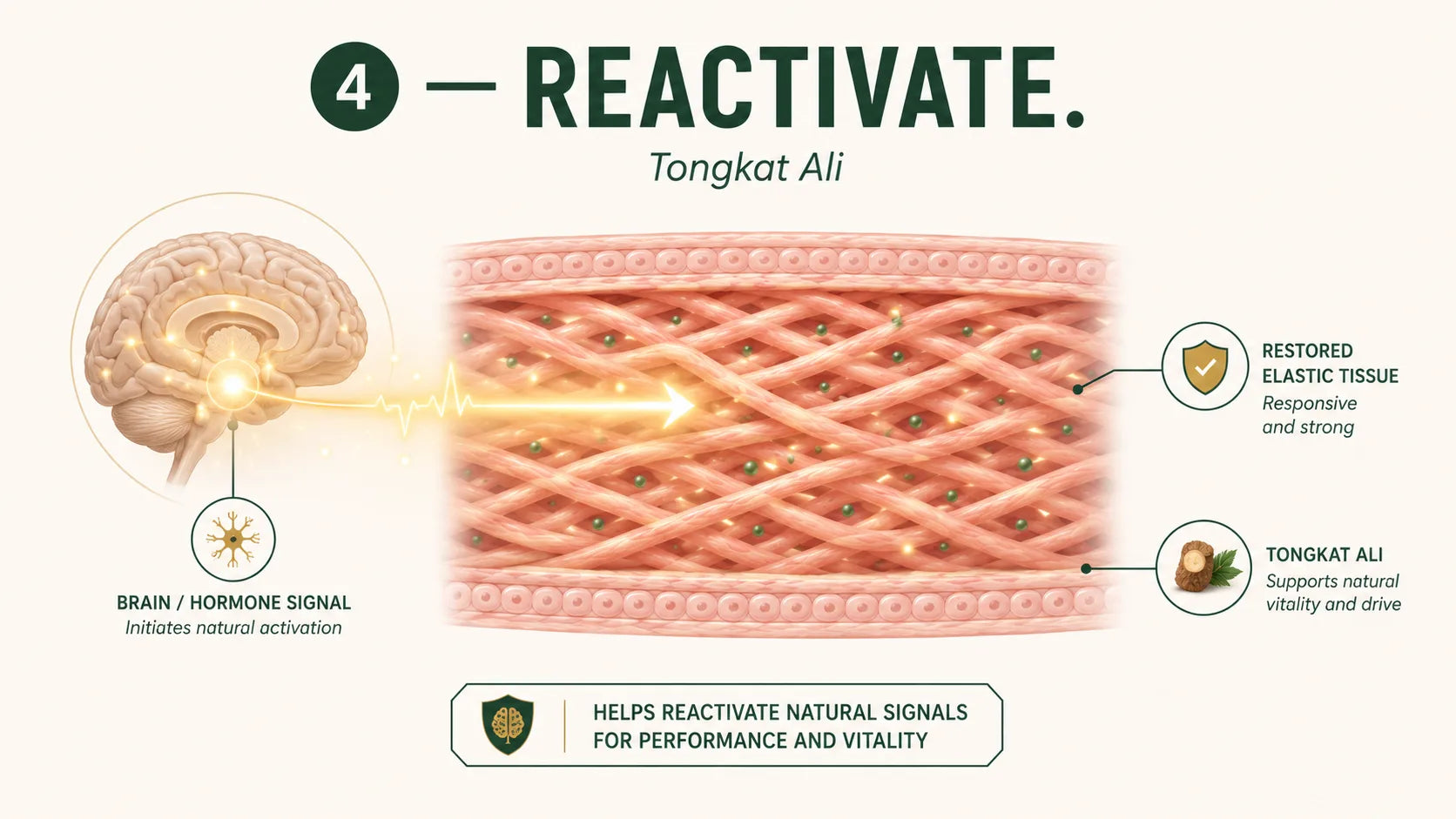 Step 4 — Tongkat Ali, a traditional botanical