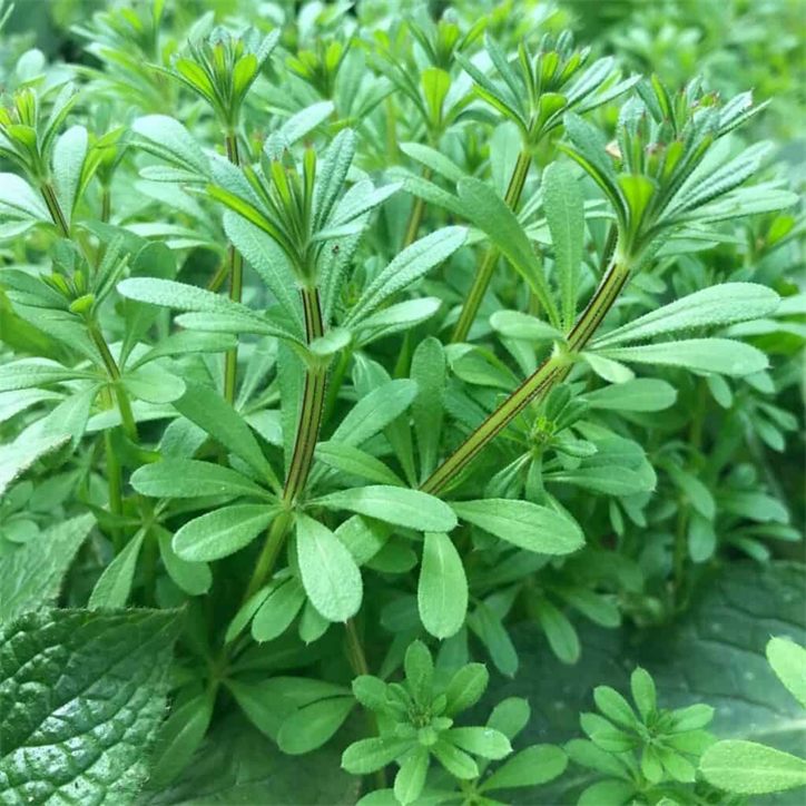 Cleavers — a beloved traditional botanical